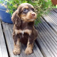 Cocker Spaniel (Working &amp; Show) - Both