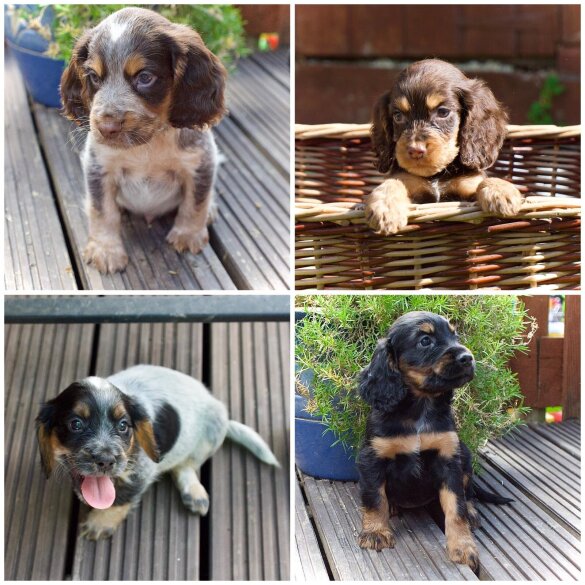 Cocker Spaniel (Working &amp; Show) - Both