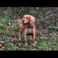 Cocker Spaniel (Working &amp; Show) - Both