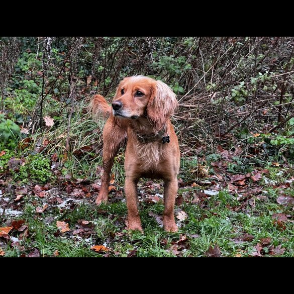 Cocker Spaniel (Working &amp; Show) - Both