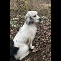 Cocker Spaniel (Working &amp; Show) - Both