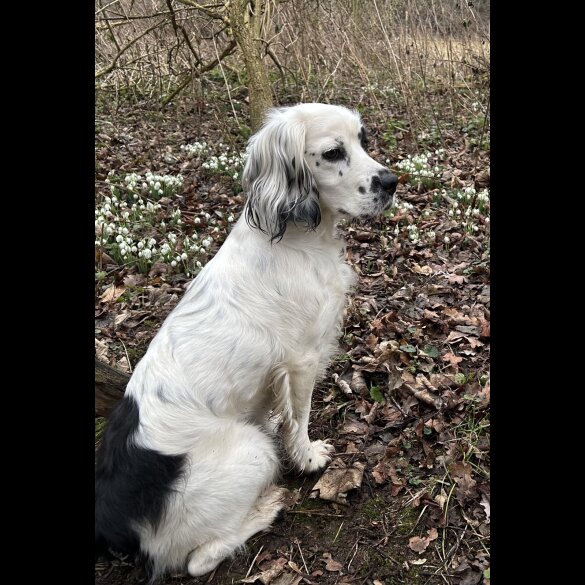 Cocker Spaniel (Working &amp; Show) - Both