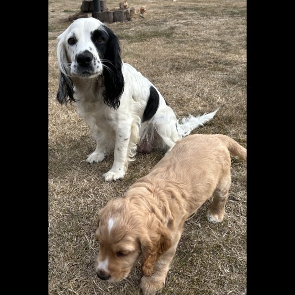 Cocker Spaniel (Working &amp; Show) - Both