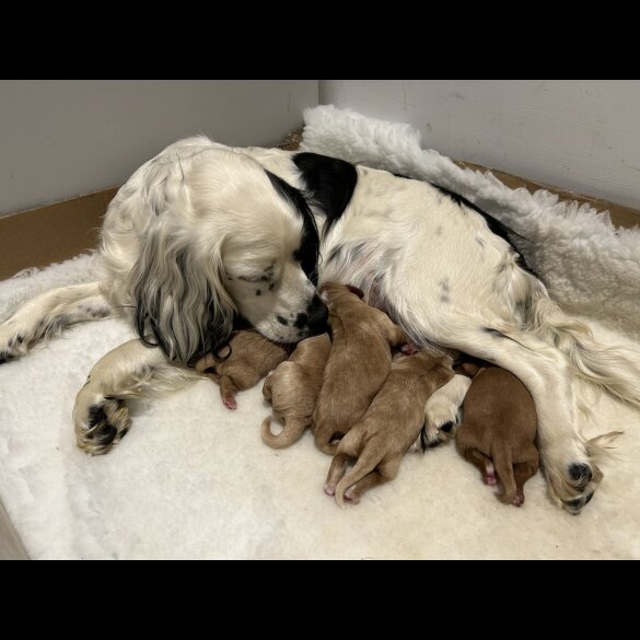 Cocker Spaniel (Working &amp; Show) - Both