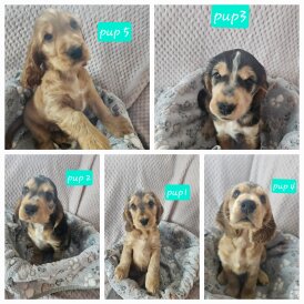Cocker Spaniel (Working &amp; Show) - Dogs