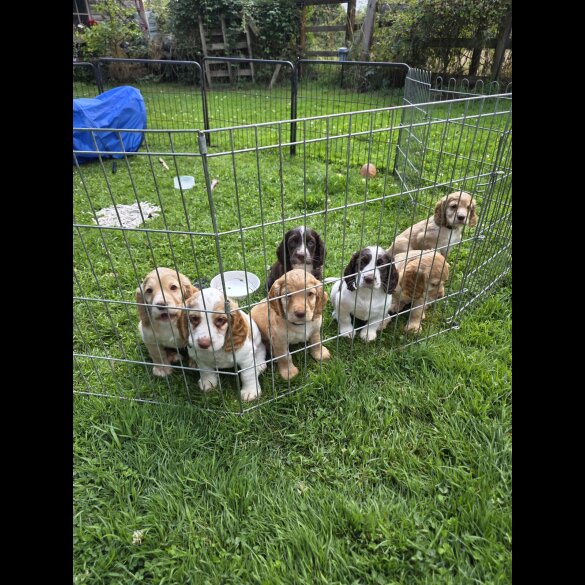 Cocker Spaniel (Working &amp; Show) - Both