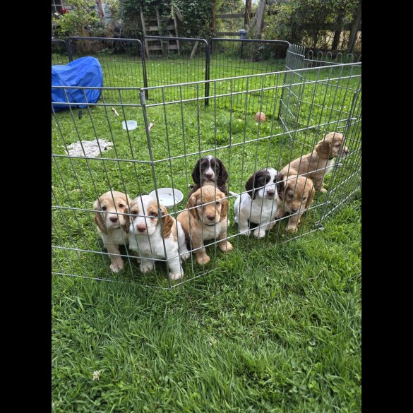 Cocker Spaniel (Working &amp; Show) - Both