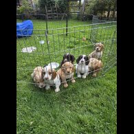 Cocker Spaniel (Working &amp; Show) - Both