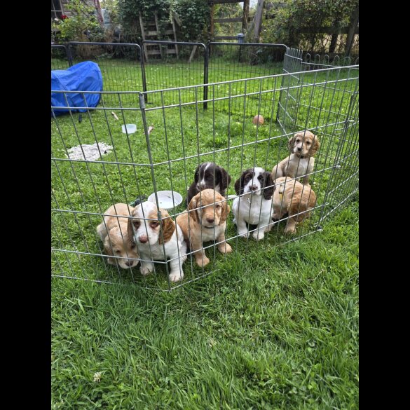 Cocker Spaniel (Working &amp; Show) - Both