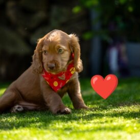 Cocker Spaniel (Working &amp; Show) - Dogs