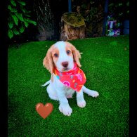 Cocker Spaniel (Working &amp; Show) - Dogs