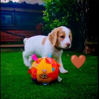 Cocker Spaniel (Working &amp; Show) - Dogs