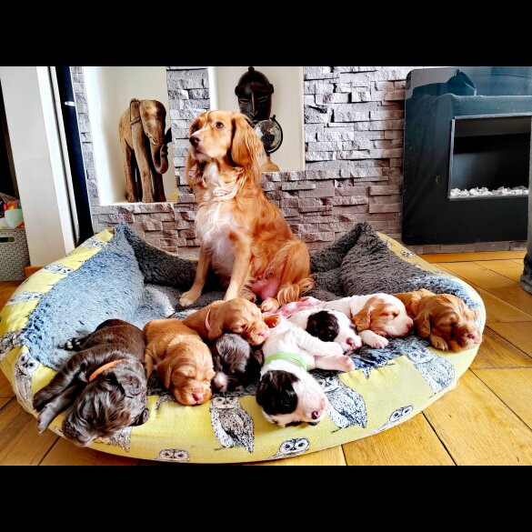 Cocker Spaniel (Working &amp; Show) - Dogs