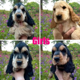 Cocker Spaniel (Working &amp; Show) - Both