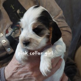 Cocker Spaniel (Working &amp; Show) - Both