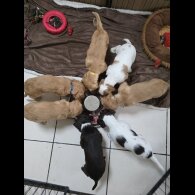 Cocker Spaniel (Working &amp; Show) - Both
