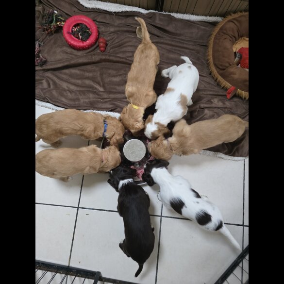 Cocker Spaniel (Working &amp; Show) - Both