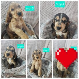 Cocker Spaniel (Working &amp; Show) - Dogs