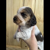 Cocker Spaniel (Working &amp; Show) - Both