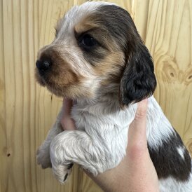 Cocker Spaniel (Working &amp; Show) - Both