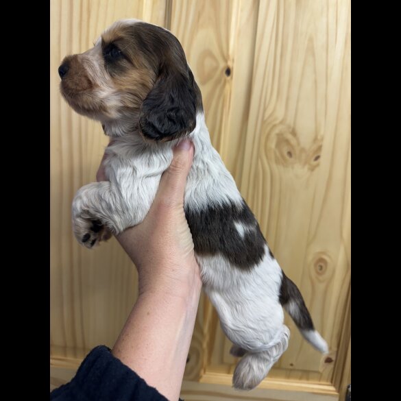 Cocker Spaniel (Working &amp; Show) - Both