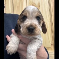 Cocker Spaniel (Working &amp; Show) - Both