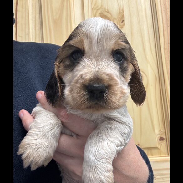 Cocker Spaniel (Working &amp; Show) - Both