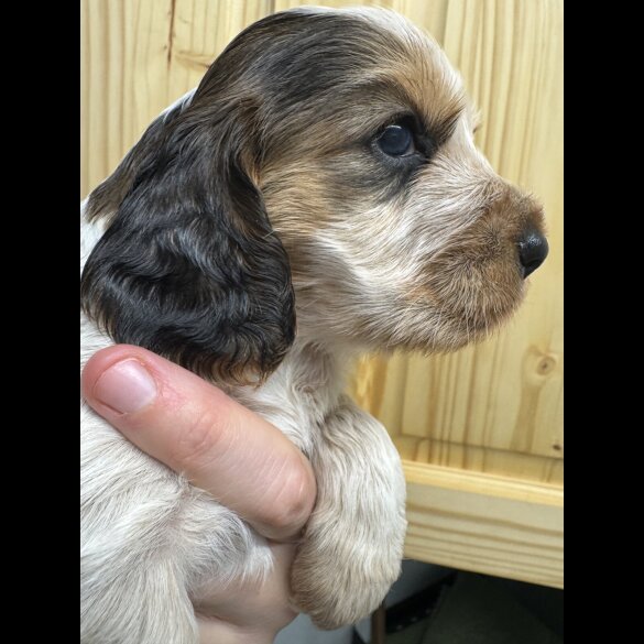Cocker Spaniel (Working &amp; Show) - Both