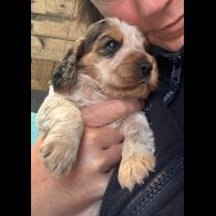 Cocker Spaniel (Working &amp; Show) - Both