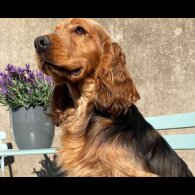 Cocker Spaniel (Working &amp; Show) - Both
