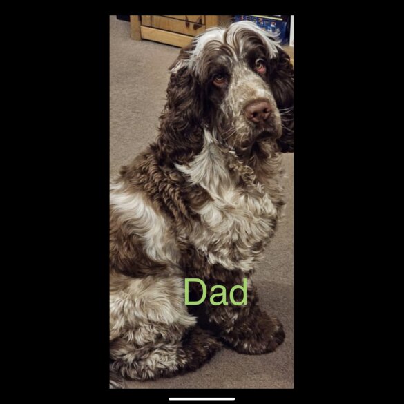 Cocker Spaniel (Working &amp; Show) - Both