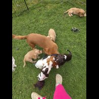 Cocker Spaniel (Working &amp; Show) - Both