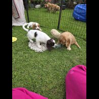 Cocker Spaniel (Working &amp; Show) - Both