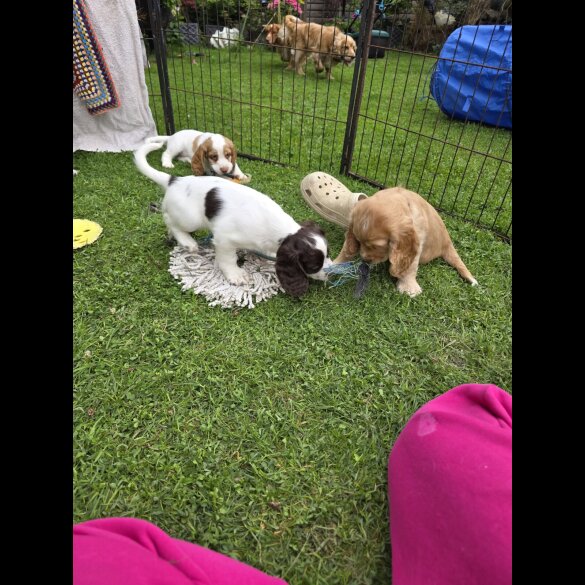 Cocker Spaniel (Working &amp; Show) - Both