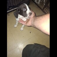 Cocker Spaniel (Working &amp; Show) - Both