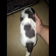 Cocker Spaniel (Working &amp; Show) - Both