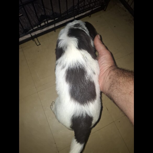 Cocker Spaniel (Working &amp; Show) - Both