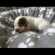 Cocker Spaniel (Working &amp; Show) - Both