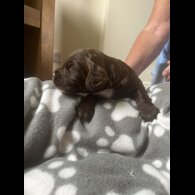 Cocker Spaniel (Working &amp; Show) - Both