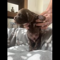 Cocker Spaniel (Working &amp; Show) - Both