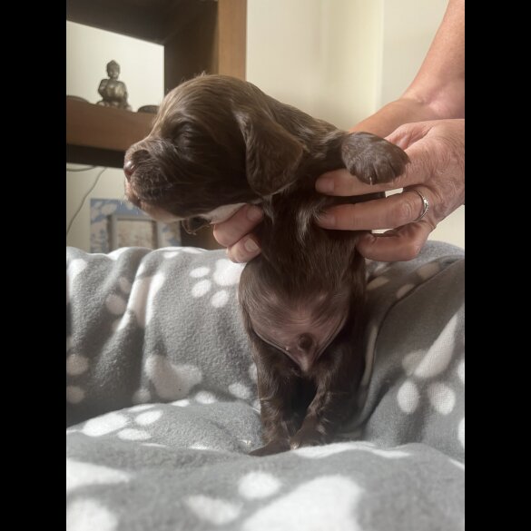 Cocker Spaniel (Working &amp; Show) - Both