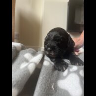 Cocker Spaniel (Working &amp; Show) - Both