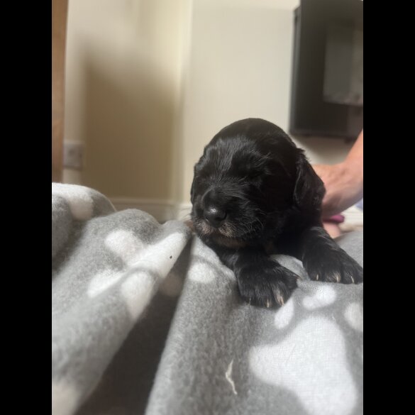 Cocker Spaniel (Working &amp; Show) - Both