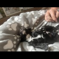 Cocker Spaniel (Working &amp; Show) - Both