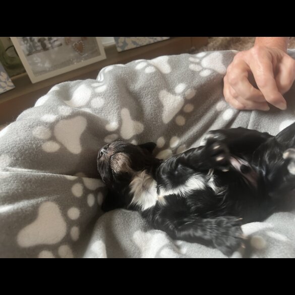 Cocker Spaniel (Working &amp; Show) - Both