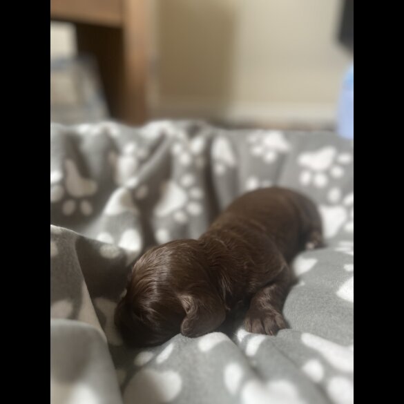 Cocker Spaniel (Working &amp; Show) - Both