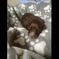 Cocker Spaniel (Working &amp; Show) - Both