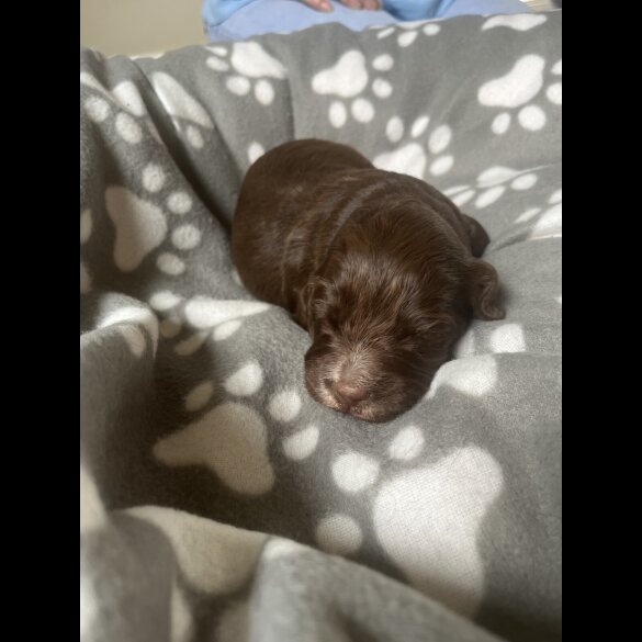 Cocker Spaniel (Working &amp; Show) - Both