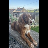 Cocker Spaniel (Working &amp; Show) - Both