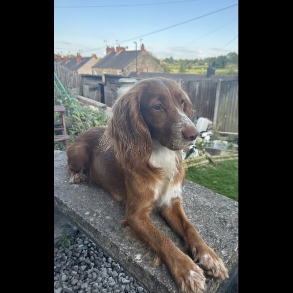 Cocker Spaniel (Working &amp; Show) - Both